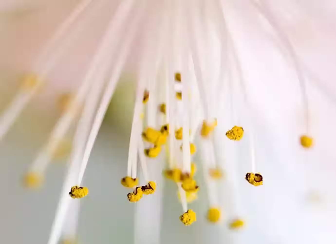 Soft-focus blossom used across the Jennifer Makadok therapy website